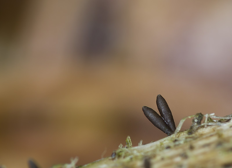 Acrospermum compressum